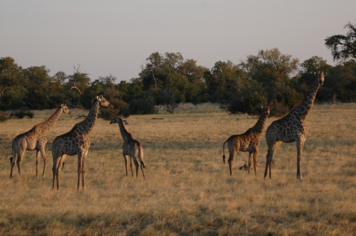 A whole raft of giraffe! 